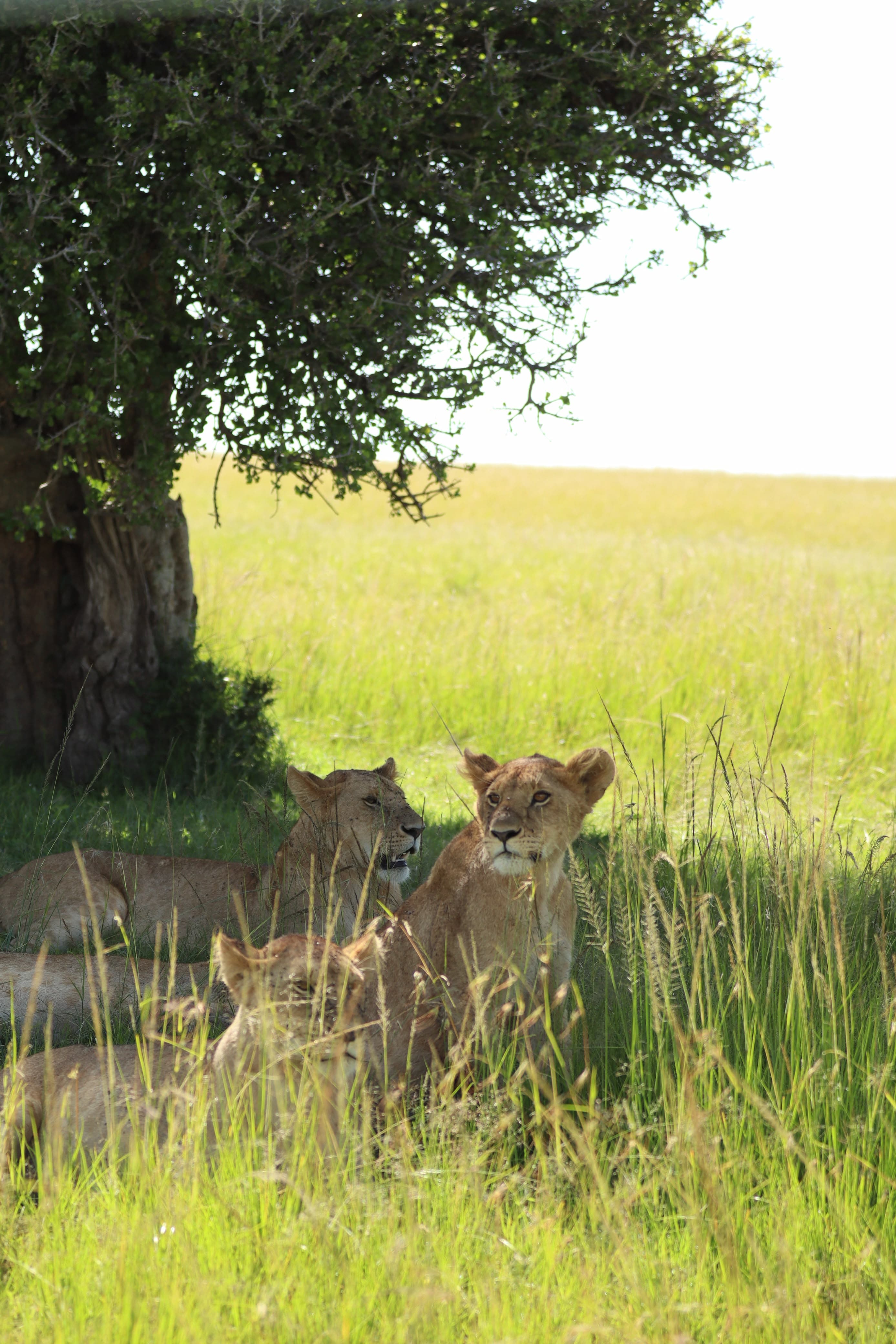 Maasai Mara Safari - Oceanbaby Tours