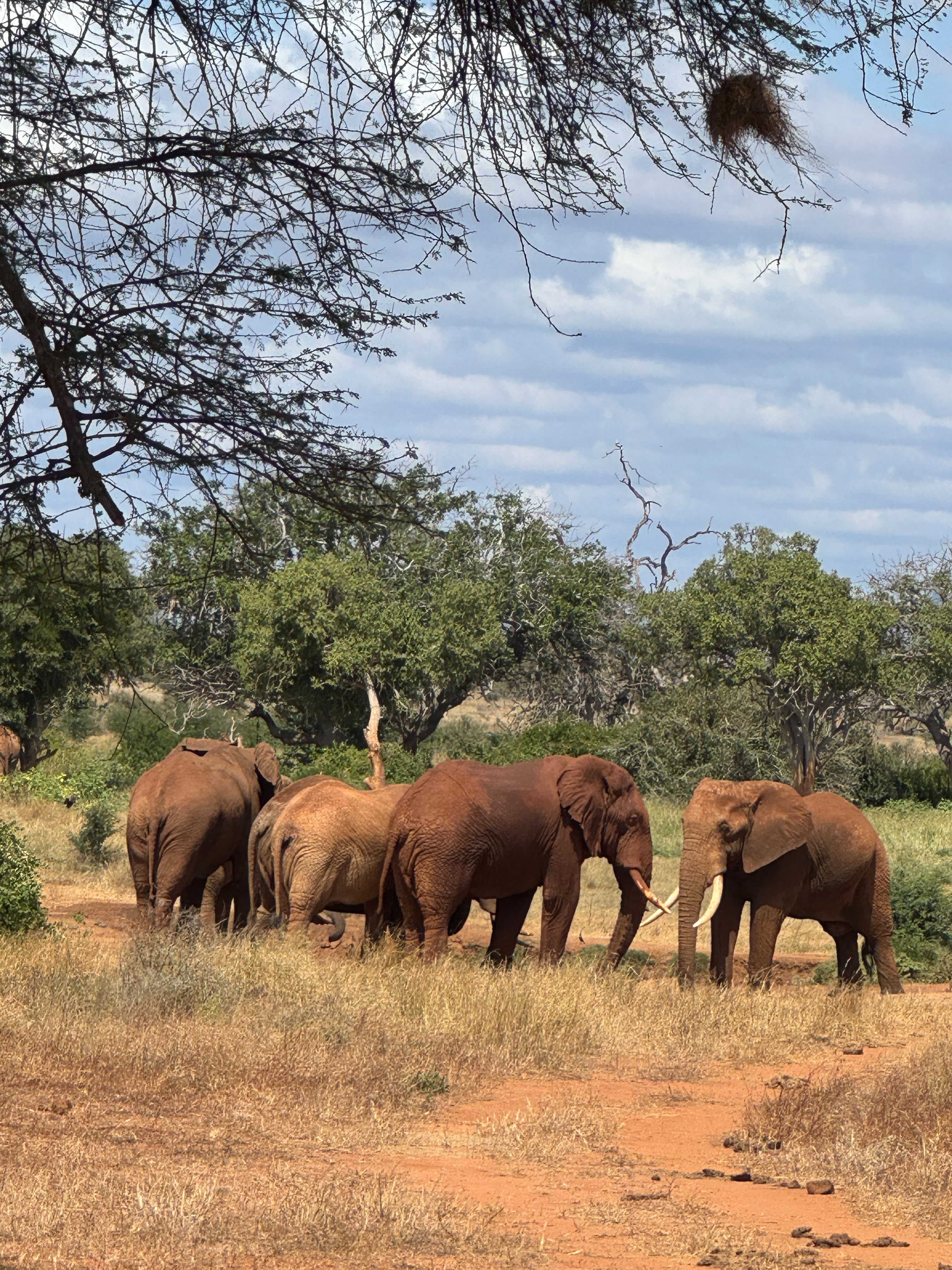 Tsavo East National Park 7