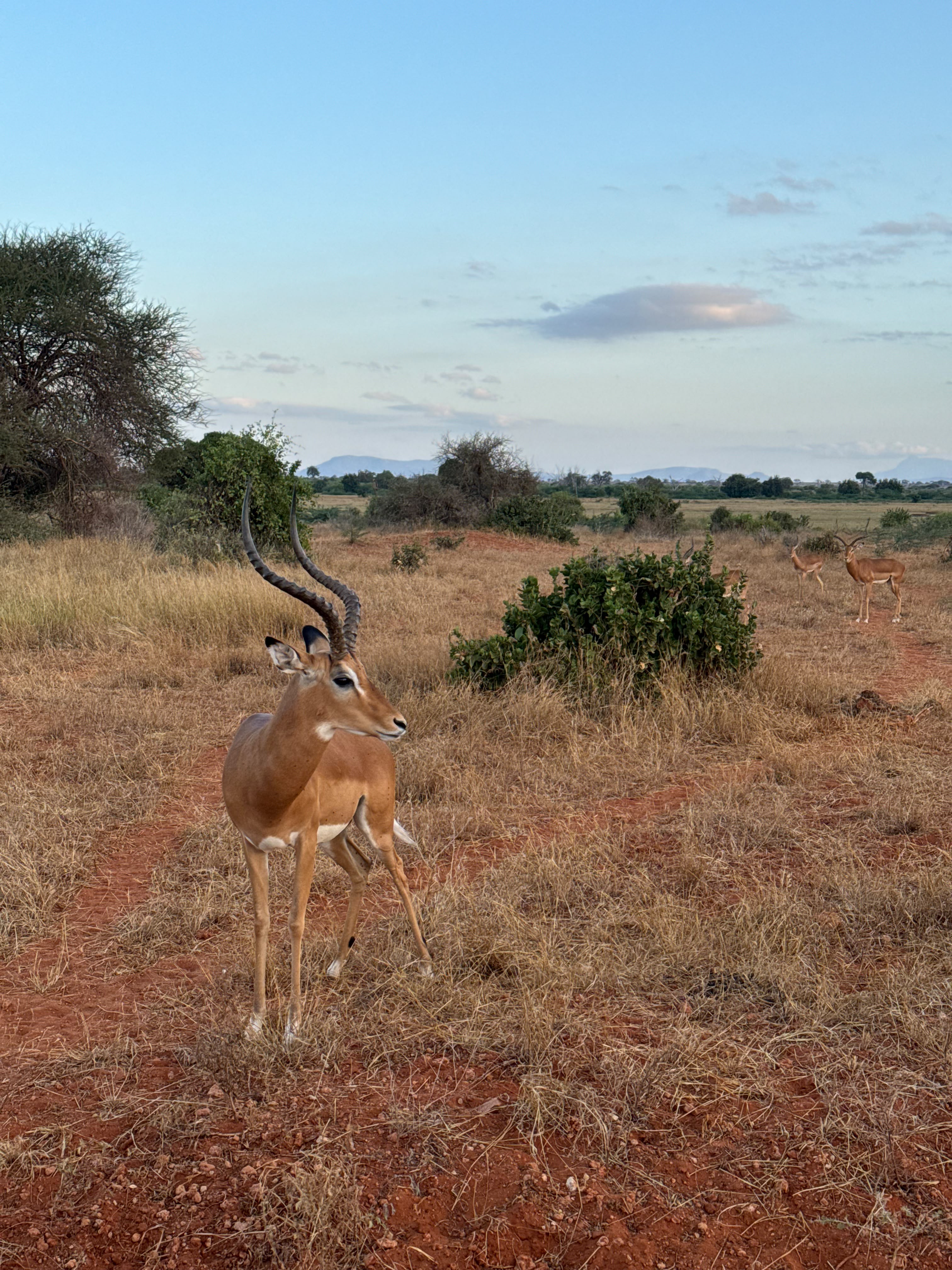 Tsavo East National Park 8