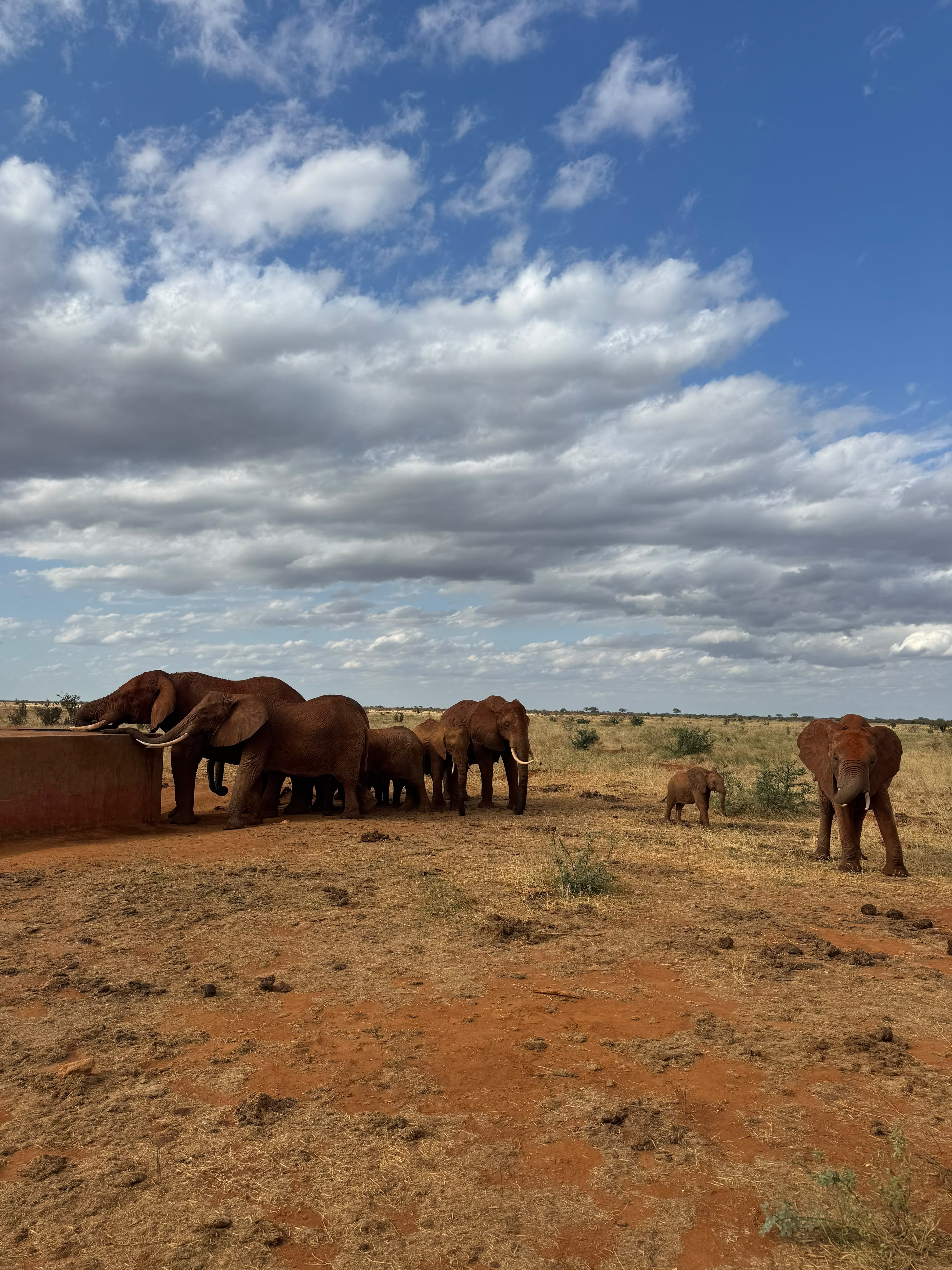 Tsavo East National Park 1