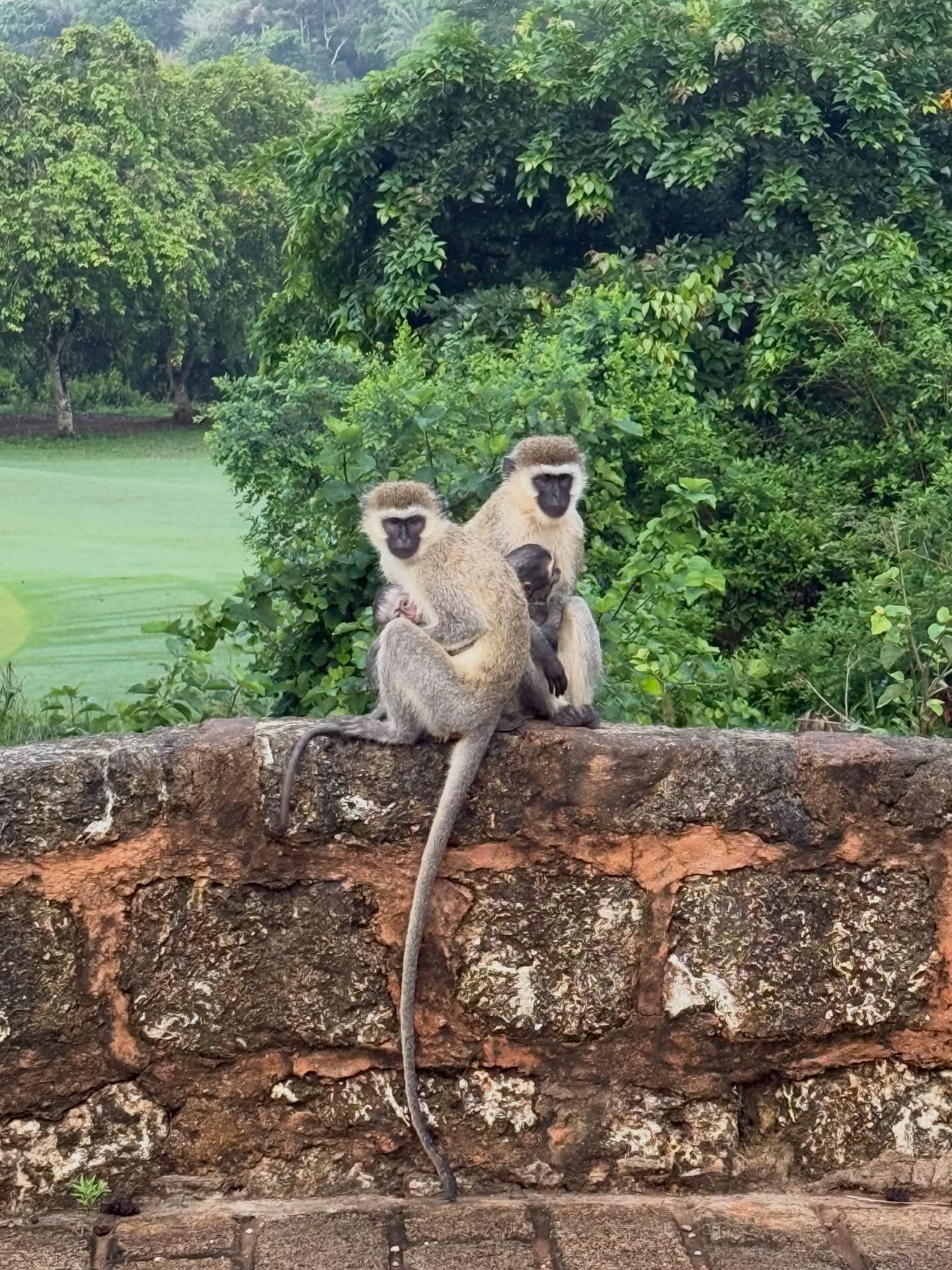 Vipingo Experience 6