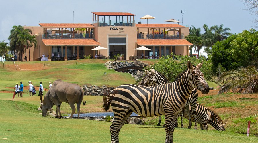 Vipingo Experience 1
